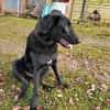 Shadow - Junghund mit Potential