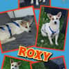süße kleine Roxy auf PS in 90562