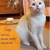 Fresa, w., kastr., Siam-Mix