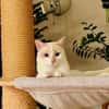 Fresa, w., kastr., Siam-Mix