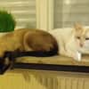 Fresa, w., kastr., Siam-Mix