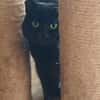 Olli - von der Straße auf die Couch