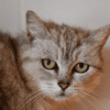 Pistache (en cours d'adoption)