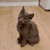KURO (réservé)