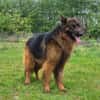 Karo