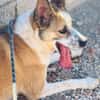 ROCKO (Maria)