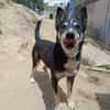 NEGAN (Union animal)