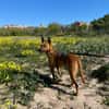 IRIS (Las Torres)