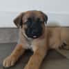 HAVANA , chiot femelle Berger Créole