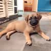 HAVANA , chiot femelle Berger Créole