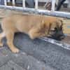 HAVANA , chiot femelle Berger Créole