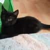 BASTET