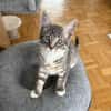 CARTOON A ADOPTER AVEC UN CHAT DEJA PRÉSENT CHEZ VOUS