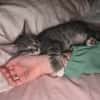 CARTOON A ADOPTER AVEC UN CHAT DEJA PRÉSENT CHEZ VOUS