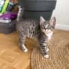 CARTOON A ADOPTER AVEC UN CHAT DEJA PRÉSENT CHEZ VOUS