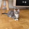 CARTOON A ADOPTER AVEC UN CHAT DEJA PRÉSENT CHEZ VOUS