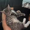 CARTOON A ADOPTER AVEC UN CHAT DEJA PRÉSENT CHEZ VOUS