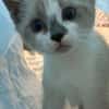 BUDDY