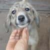 SPARKY