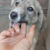 SPARKY