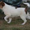Adoptanten für Rafano gesucht