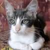 Julius  Charmantes Katercherchen
