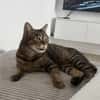 Sozialer Kater PEPPINO sucht Zuhause!