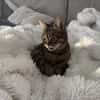 Sozialer Kater PEPPINO sucht Zuhause!