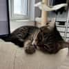 Sozialer Kater PEPPINO sucht Zuhause!