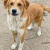 Imilo, geb. ca. 04/2024, 47652 Weeze