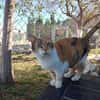 Hübsche Katzenlady Katy sucht Home