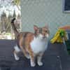 Hübsche Katzenlady Katy sucht Home
