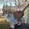 Hübsche Katzenlady Katy sucht Home