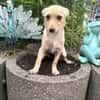 Abby ein kleines Pinschermix Mädchen