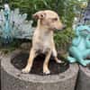 Abby ein kleines Pinschermix Mädchen