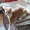 Stephan Freundlicher Kater sucht Familie