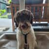 Tobi Lagotto Romagnolo auf Pflegestelle