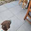 Tobi Lagotto Romagnolo auf Pflegestelle