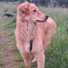 Simba sucht erneut seinen Platz