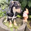Rory ein Tolles Kerlchen