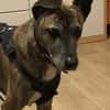 Cassie - freundliche und brave Hündin