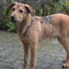 Liebevolles Zuhause für Rojo gesucht