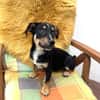Kleiner Pinscher Dackel Mix