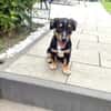 Kleiner Pinscher Dackel Mix