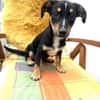 Kleiner Pinscher Dackel Mix