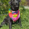 Polly , 1-jährige Labi mix
