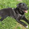 Polly , 1-jährige Labi mix