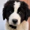 Welpe Rocco sucht sein Heim