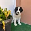Welpe Rocco sucht sein Heim