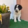 Welpe Rocco sucht sein Heim